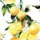 Ainsliewear Make-Up Bag in Limoncello